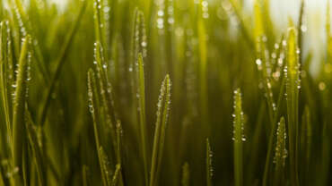 Wyższe temperatury w połączeniu z wilgocią i częstymi opadami tworzą idealne warunki do rozwoju chorób roślin. (Fot. Freepik)