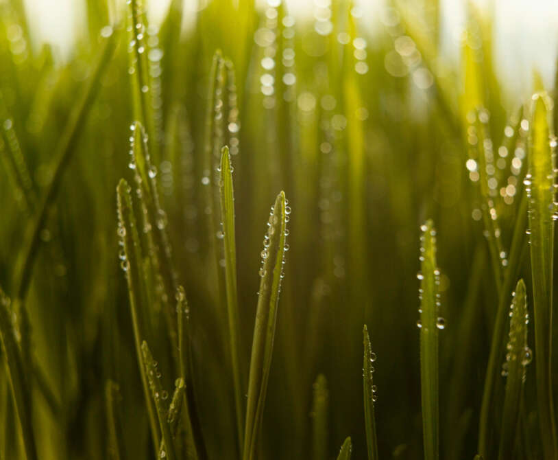 Wyższe temperatury w połączeniu z wilgocią i częstymi opadami tworzą idealne warunki do rozwoju chorób roślin. (Fot. Freepik)